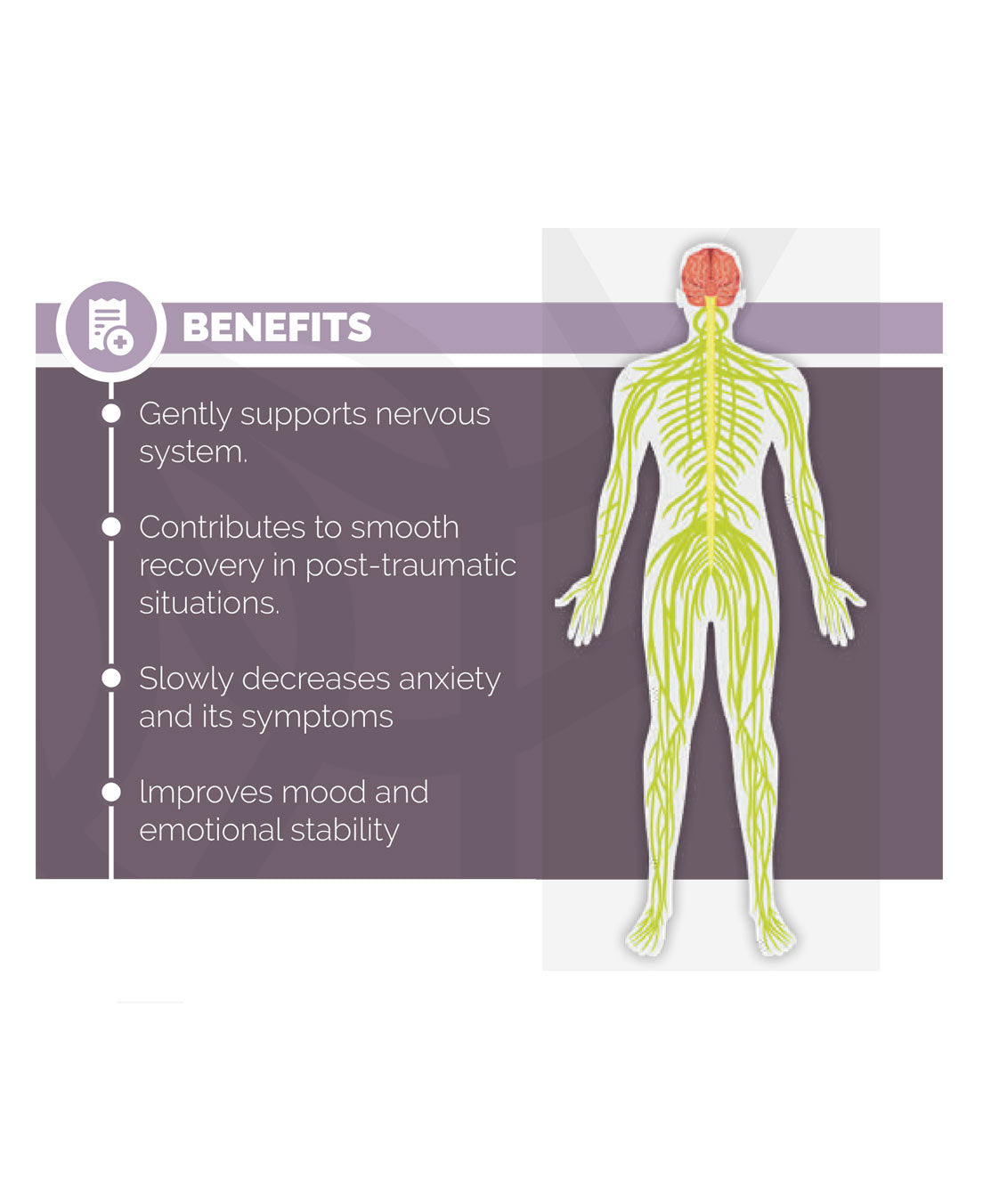 Calm Drops - Natural support for stress & anxiety - Pure Plant Plus